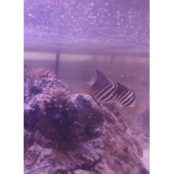 Zebrasoma veliferum M